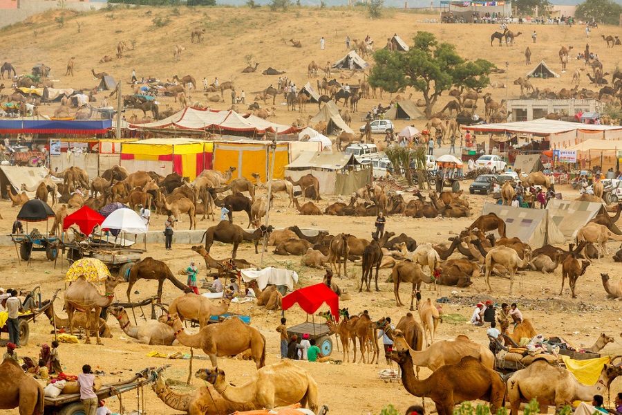 Pushkar Camel Fair 2026